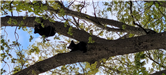 Bears in Tree - Alex Ricciardi