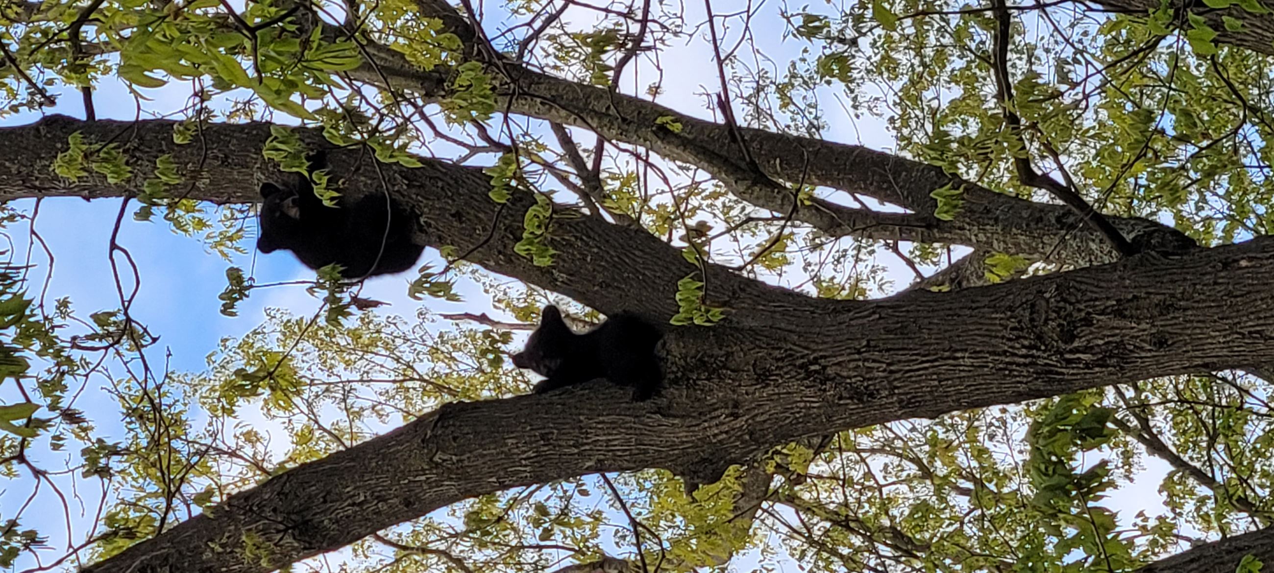 Bears in Tree - Alex Ricciardi