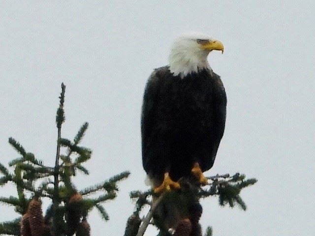 Eagle - Brian Carrington