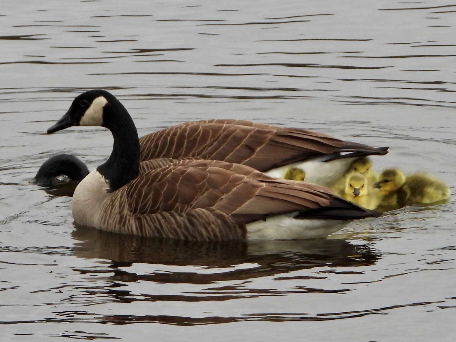 Geese - Brian Carrington